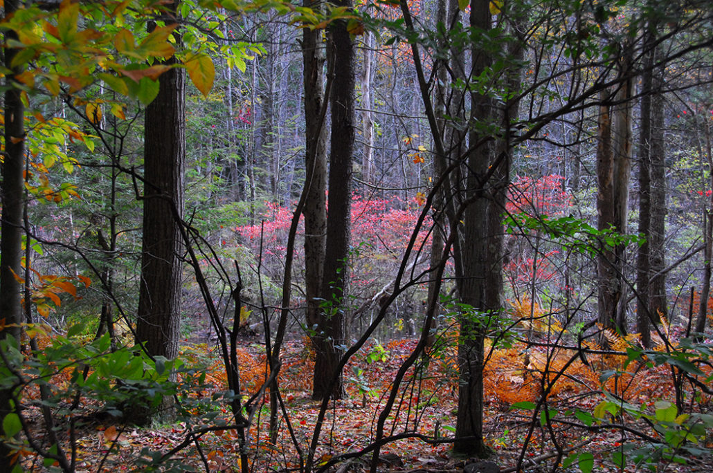 Rosalind & Fred Slavic Wilderness Preserve Created in New Hampshire