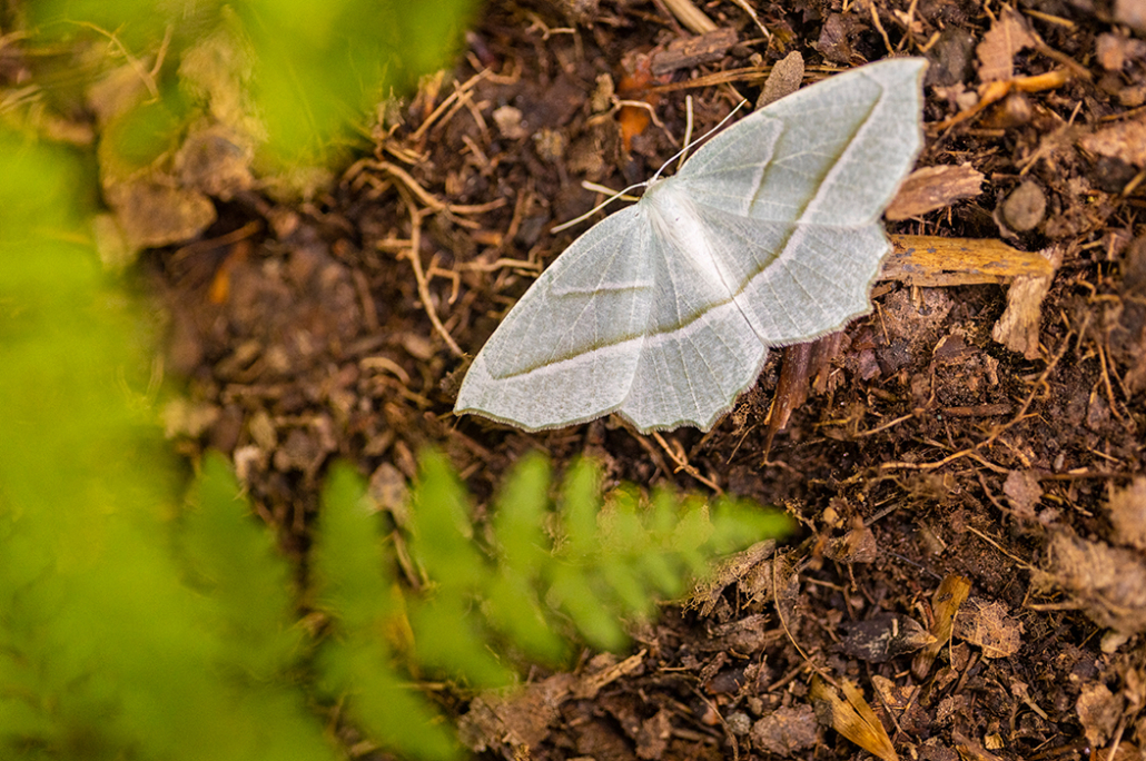 Woodbury Mountain BioBlitz