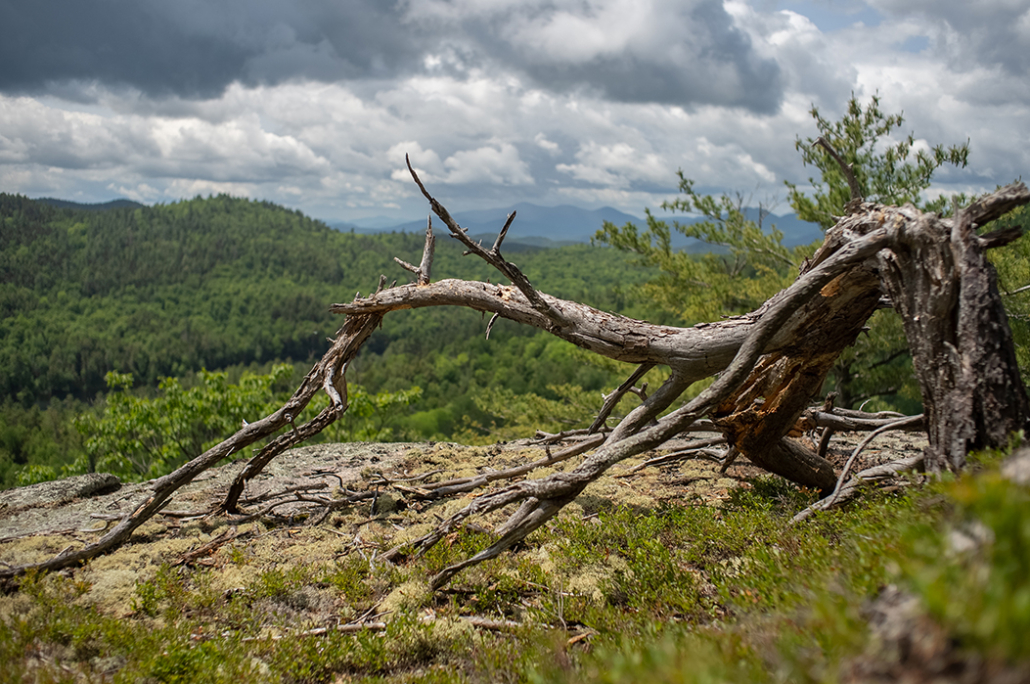 Moriah Wilderness Preserve adds to wildlife connectivity