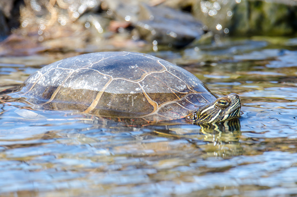Woodbury Mountain BioBlitz: September Events