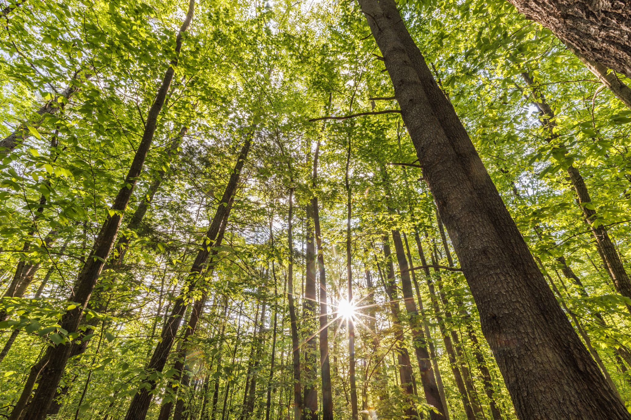 A mixed hardwood forest in Parsonfield, Maine.