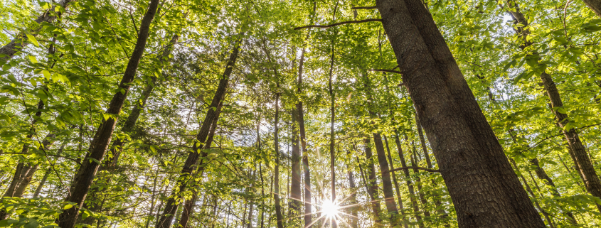 A mixed hardwood forest in Parsonfield, Maine.