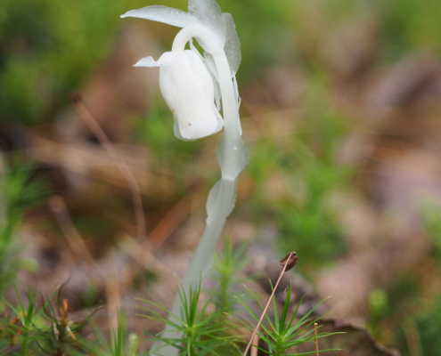 closeup of ghost pipe