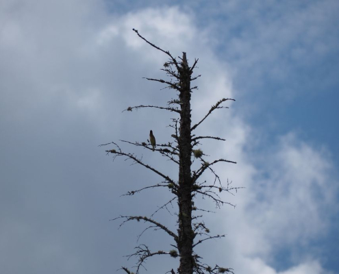 tree with hawk against a blue sky