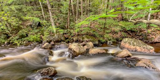 Image of a running stream and forest at Moriah wilderness preserve