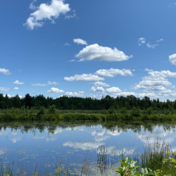 picture of a pond with a wooded background