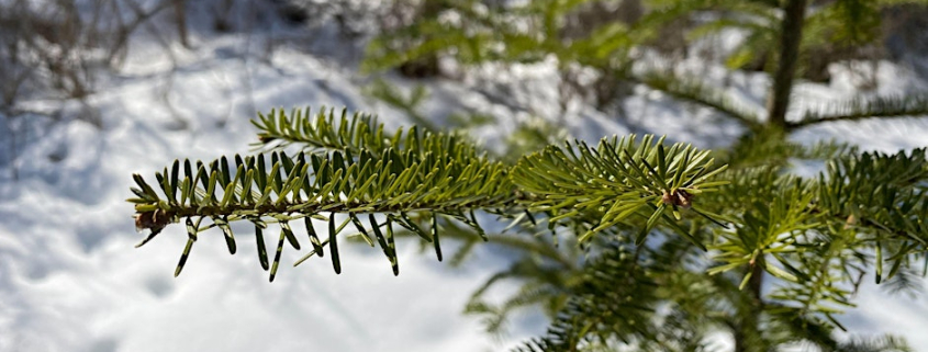 close up picture of an evergreen tree on a snowy day.