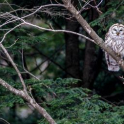 barn owl on a branch with a forest in the background