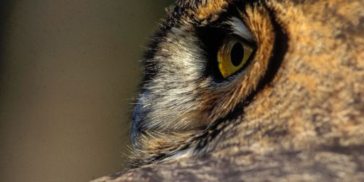 closeup of owl eye