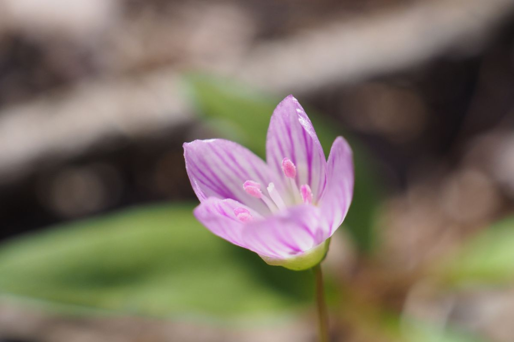 The Wild Times: March and April