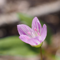 pink wildflower