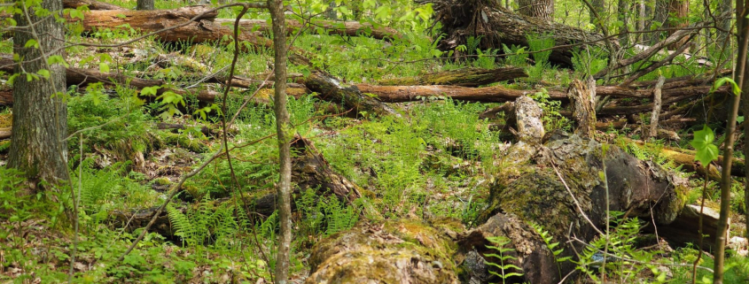 image of a forest