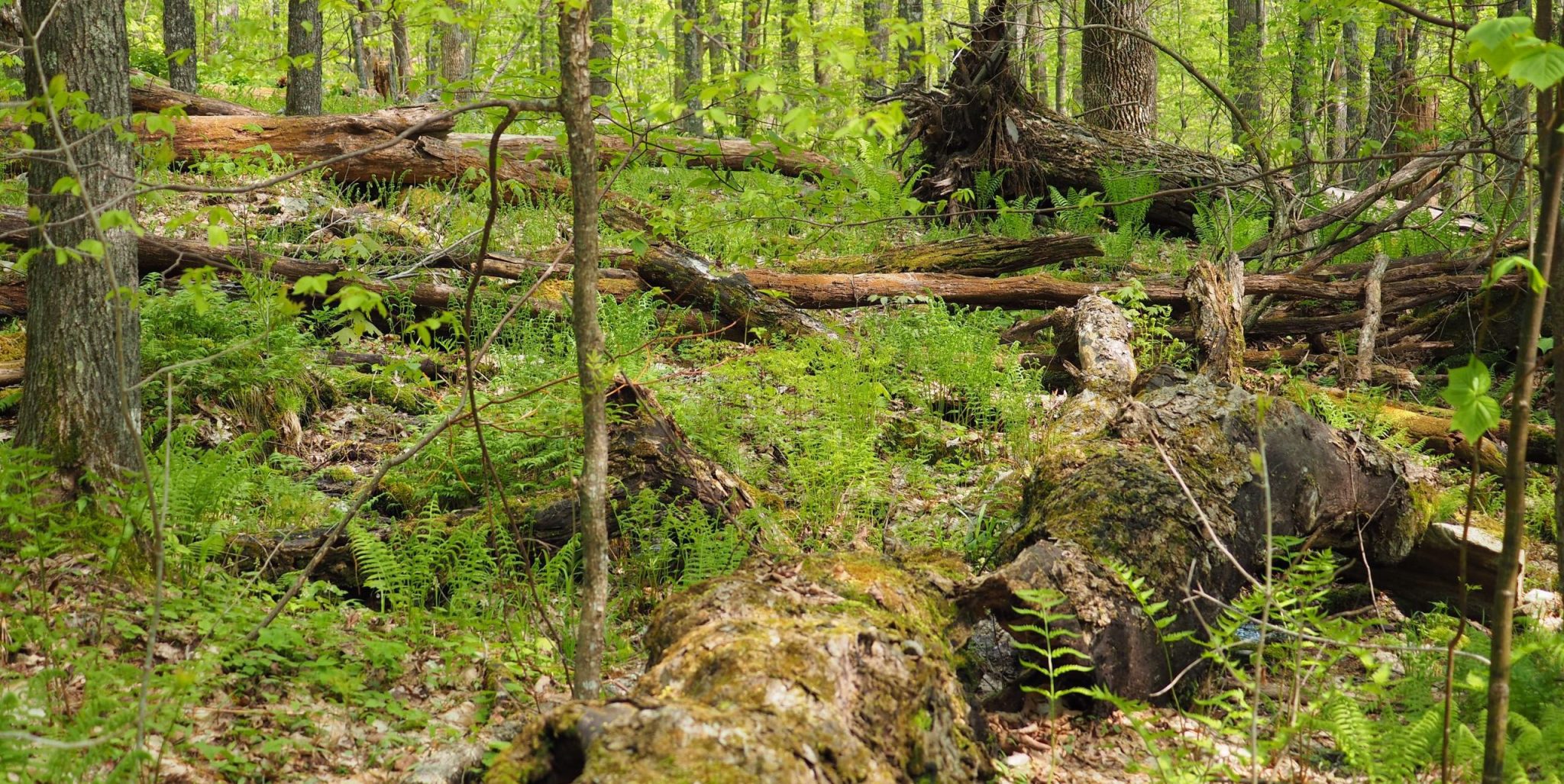 image of a forest