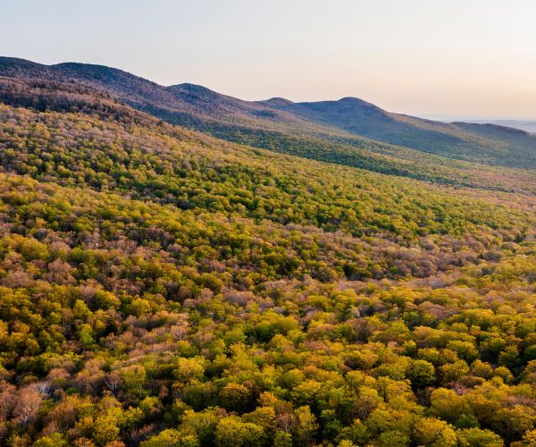 Wildlands in New England Report