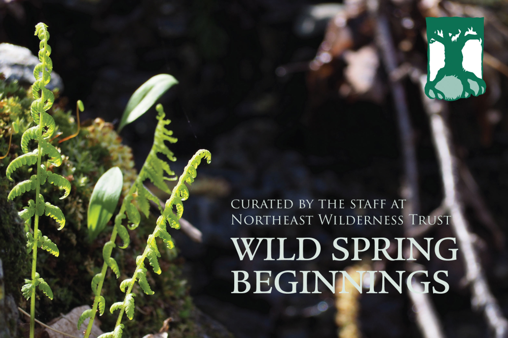ferns and moss with the overlayed text of 'Wild Spring Beginnings'