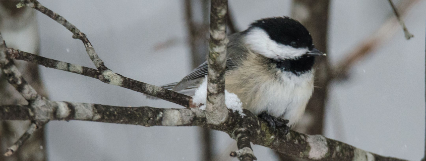 image of a chickadee sitting on a branch.