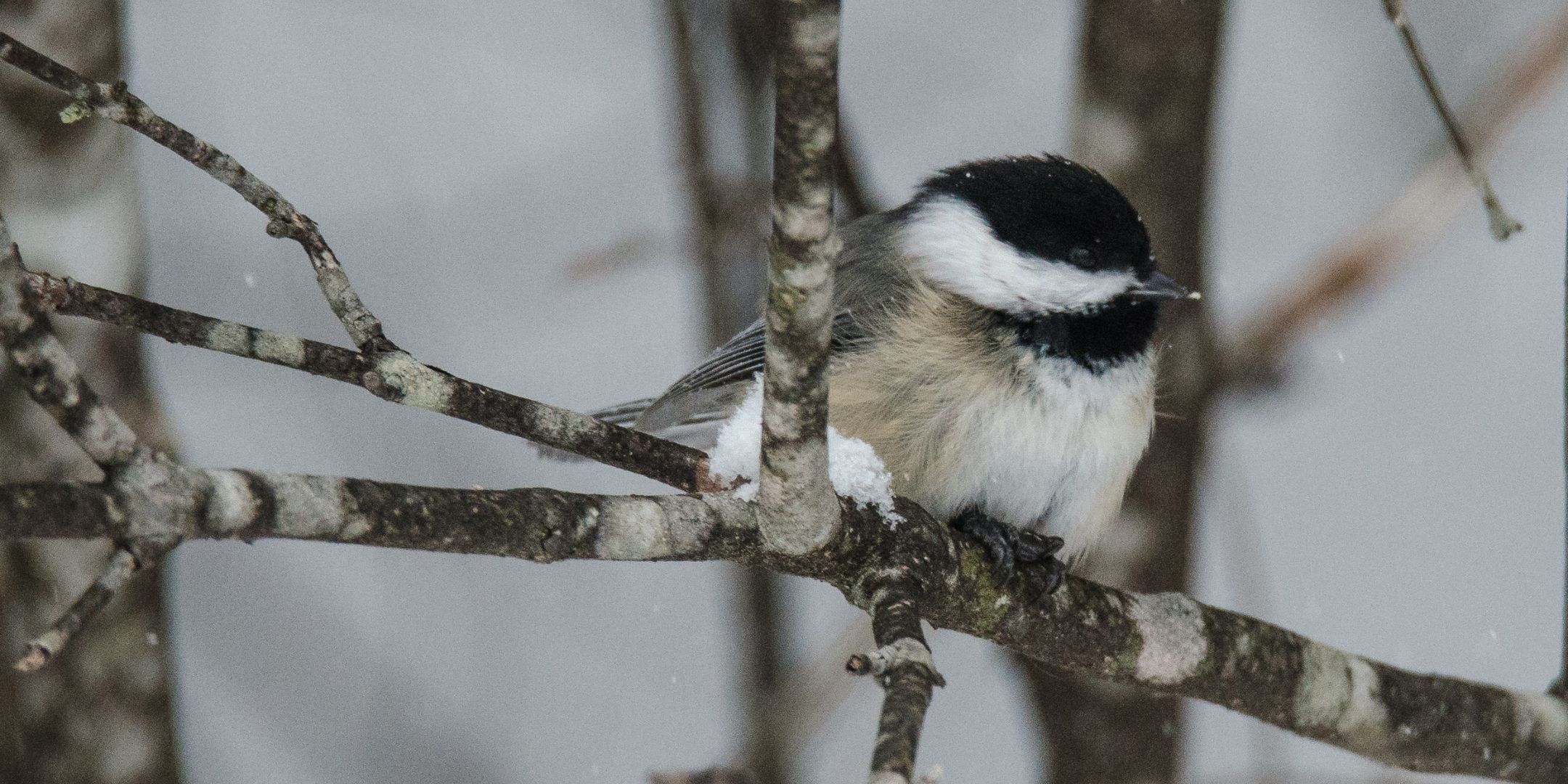 image of a chickadee sitting on a branch.
