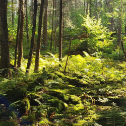image of forest floor with shady canopy