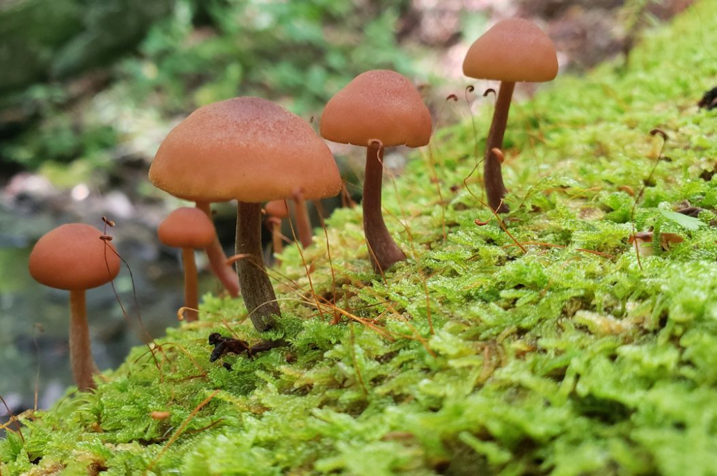 closeup of mushrooms and moss