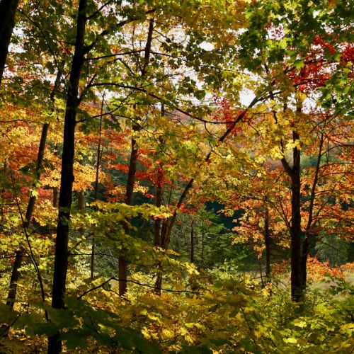 forest in fall