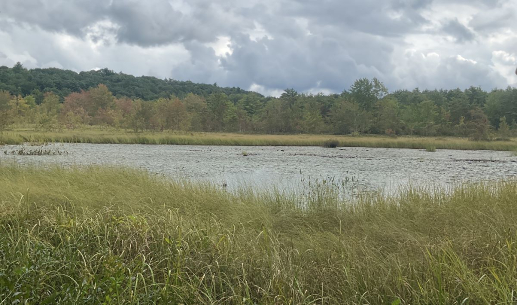 marsh at children's woods
