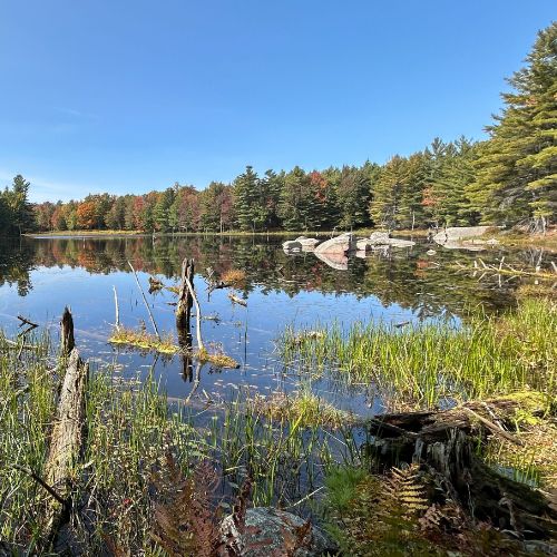 wetland