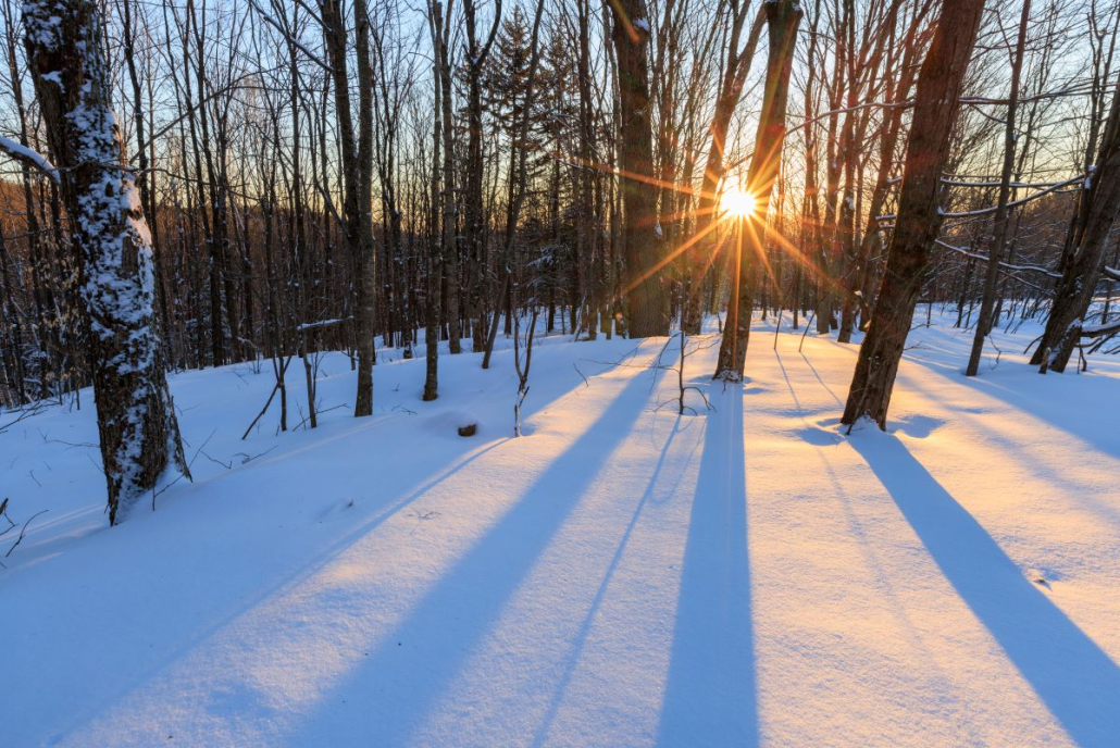 The Wild Times: January and February