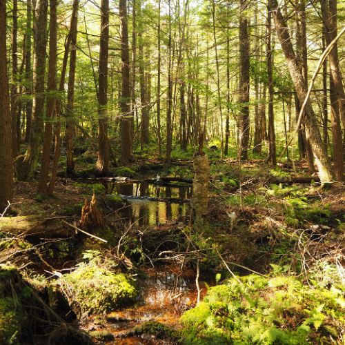 forest woodland in new hampshire