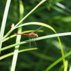 dragonfly