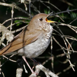 Bicknells Thrush