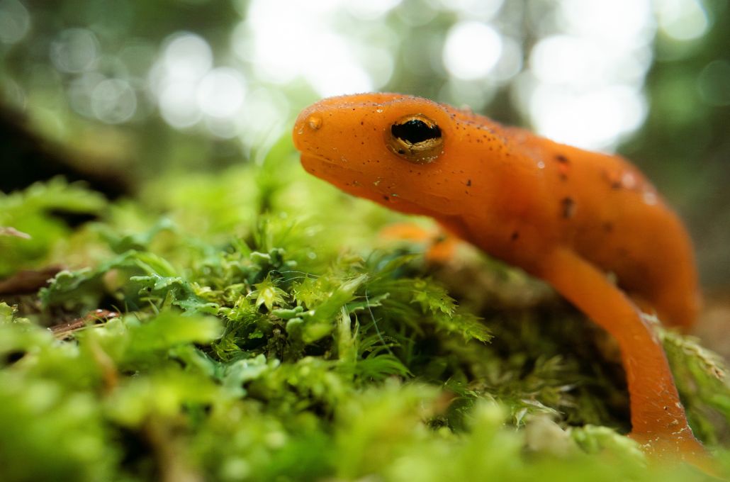 close up of salamander on green moss