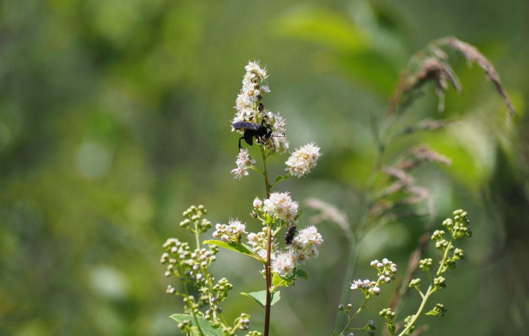 bee on a flower