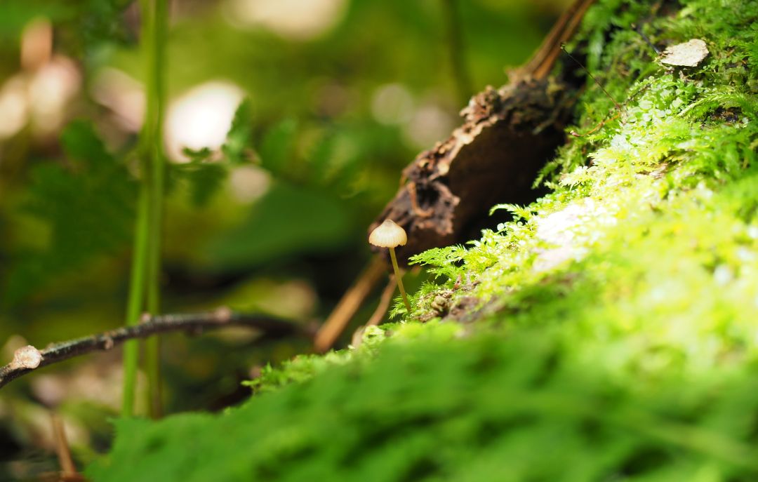 mushroom_little_river