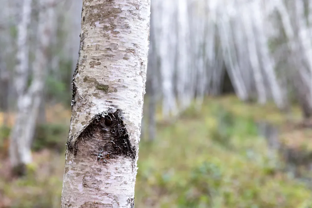 Closeup of a birch tree