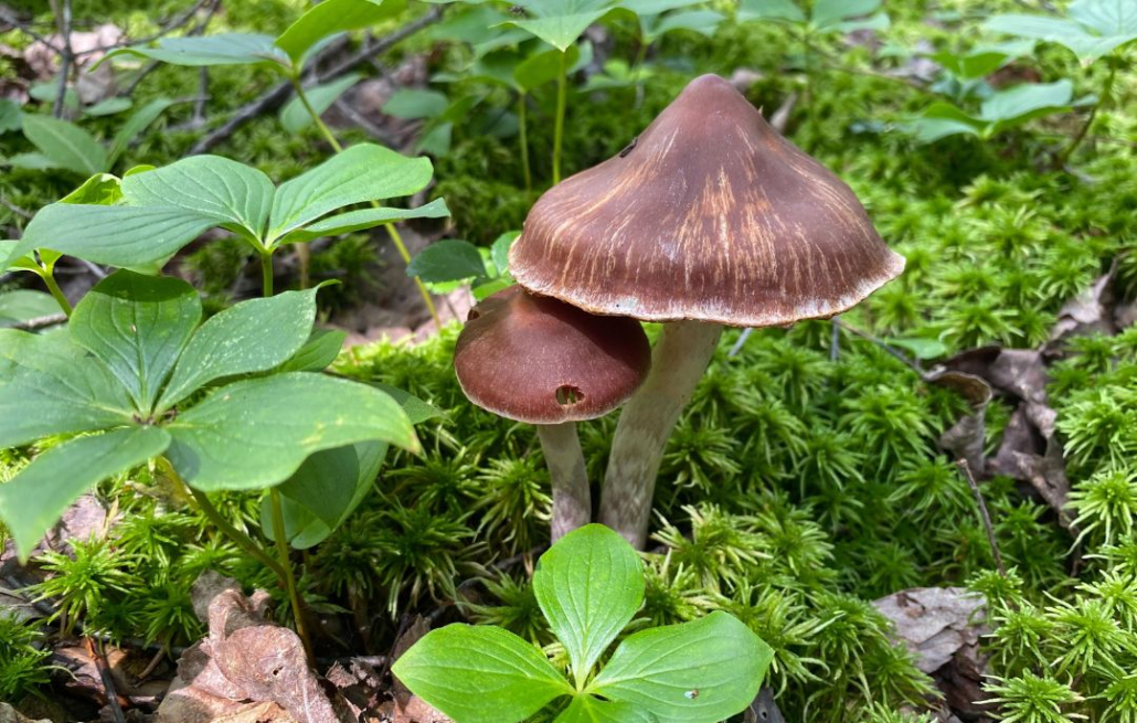 two mushrooms next to moss