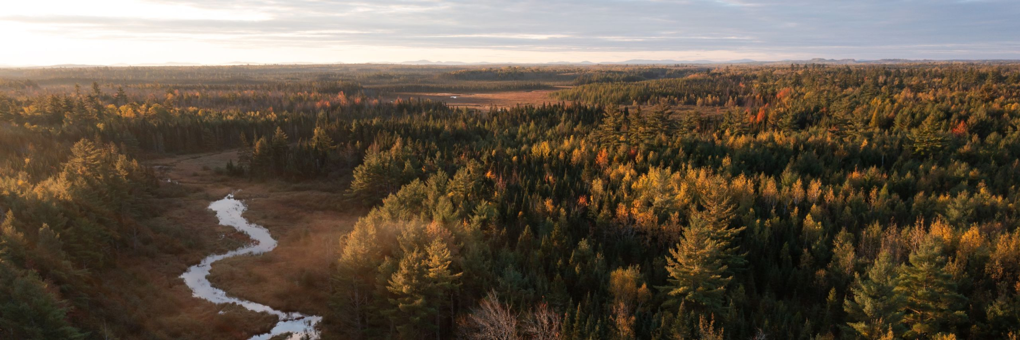 Birch Stream Updated Image