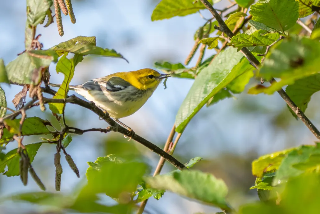 bird on a branch
