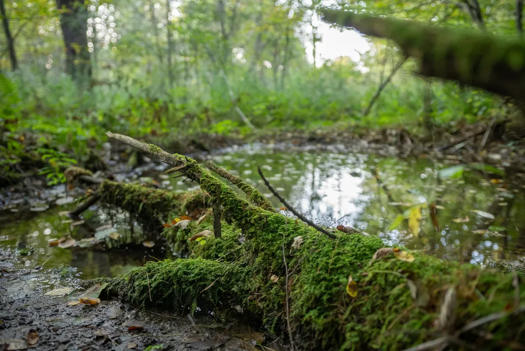 mossy branch at Sargent hill in vermont