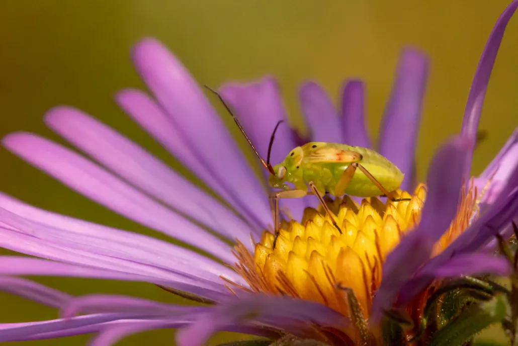 close up of a bug on a flower