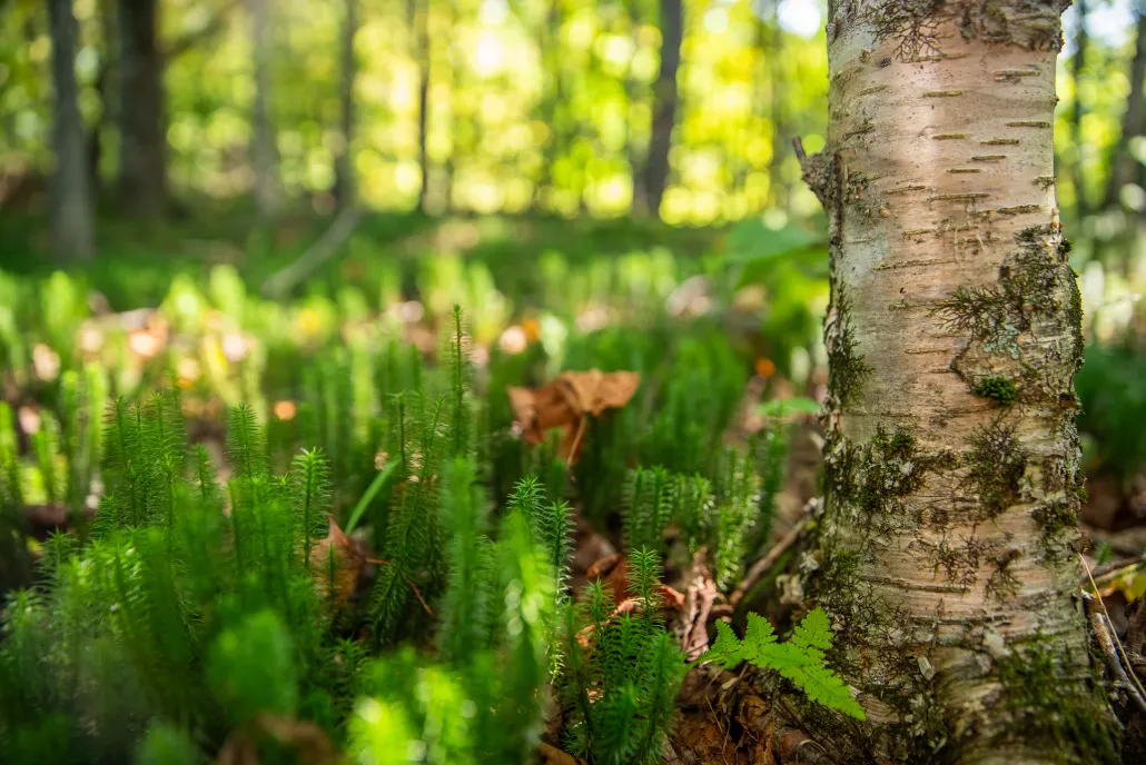 mossy ground next to a tree