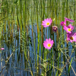pink flowers next to pond