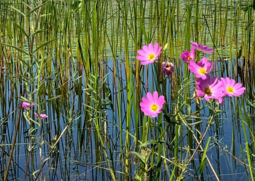 Research Summary: Indigenous Land Zones and Wilderness