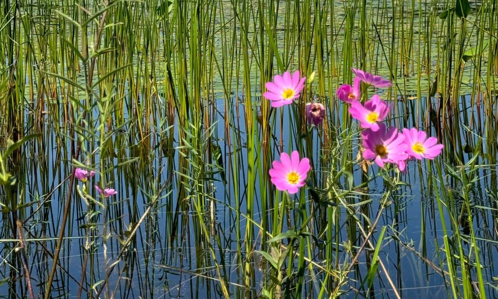 Rare Plants Thrive on the Rewilding Shores of Muddy Pond