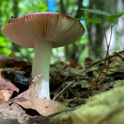mushroom growing on the forest floor