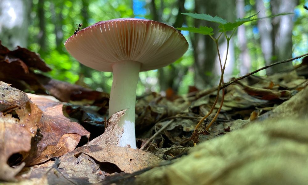 A Year of BioBlitz: Celebrating Community and Connection in the Wild