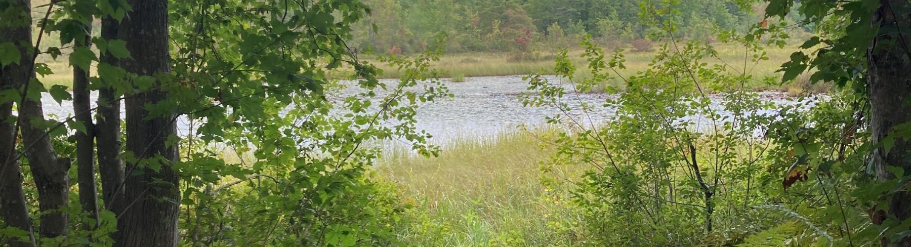 Children's Woods Header