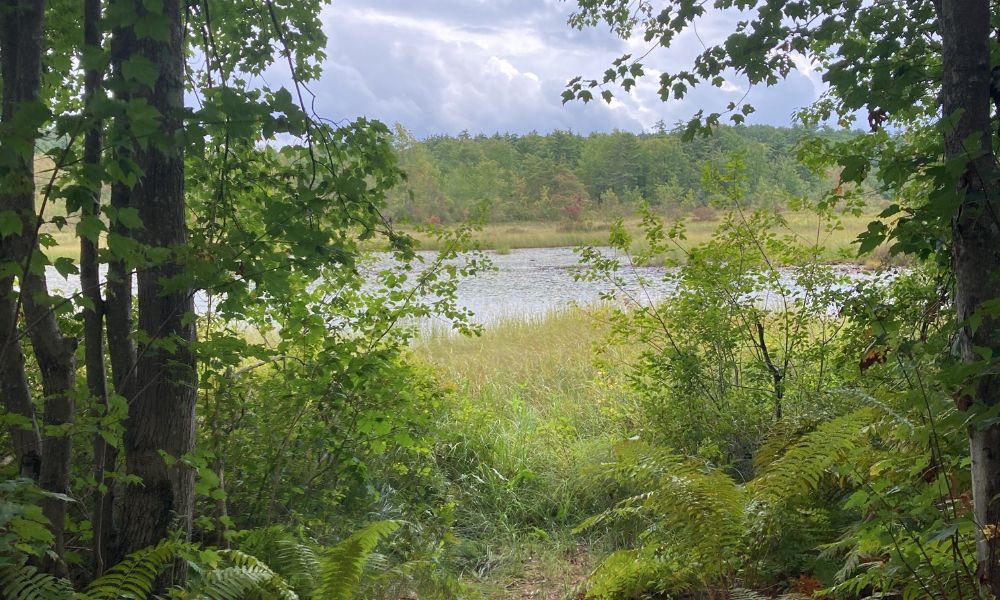 Children's Woods and Carey Park Easement