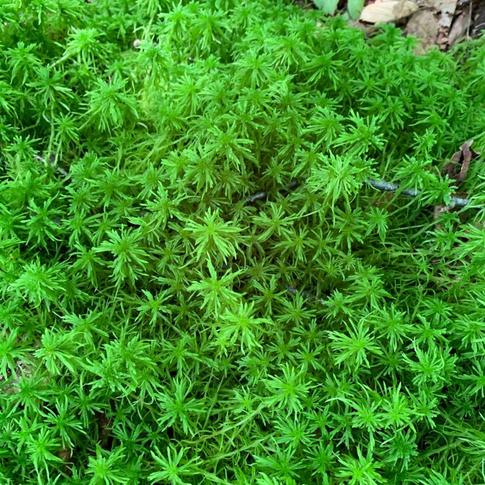 Girgensohn's Peatmoss Sphagnum girgensohnii - Charlie Hohn