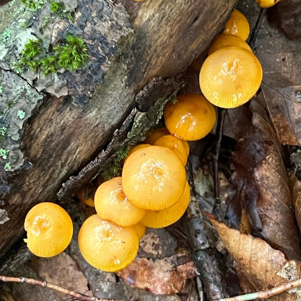 Orange Mycena by Carlene Whitcomb.