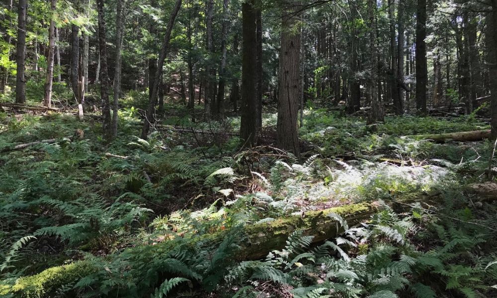 Research Summary: Forest Structure Diversity Depends on Age and Management